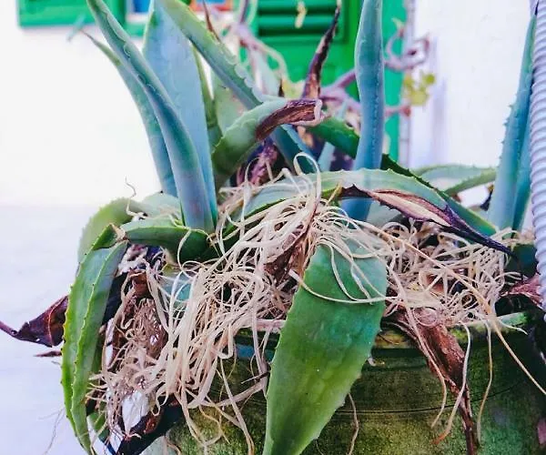 Casa de Férias Dimora Storica Monopoli